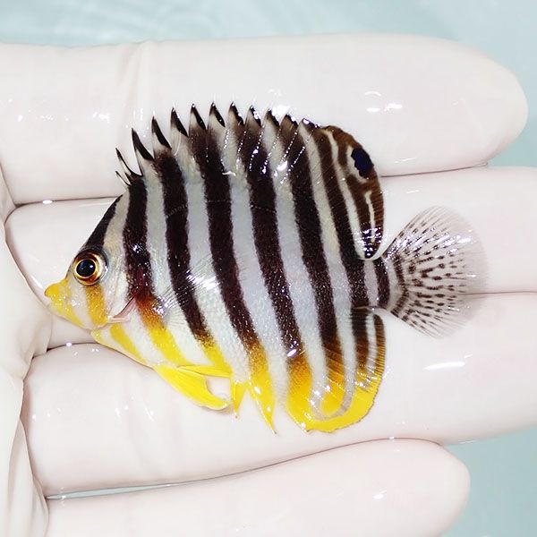 【現物24】シマヤッコ 5.5cm±! 海水魚 生体 15時までのご注文で当日発送...