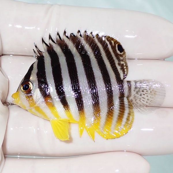 【現物25】シマヤッコ 5.5cm±! 海水魚 生体 15時までのご注文で当日発送...