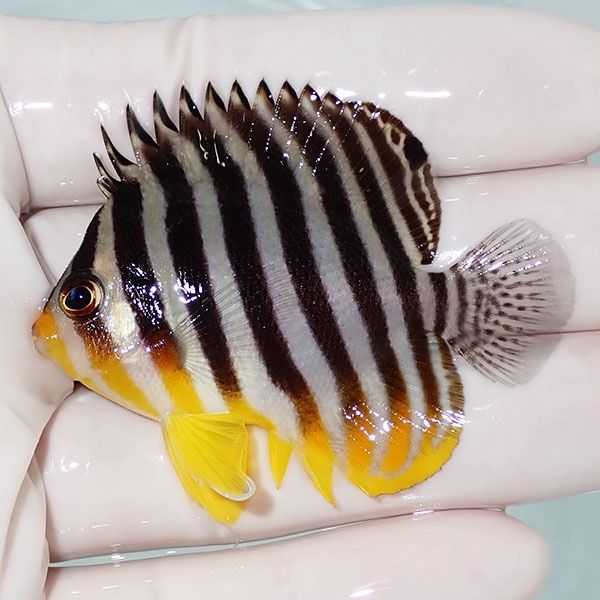 【現物26】シマヤッコ 5.7cm±! 海水魚 生体 15時までのご注文で当日発送...