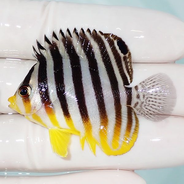【現物27】シマヤッコ 5.2cm±! 海水魚 生体 15時までのご注文で当日発送...