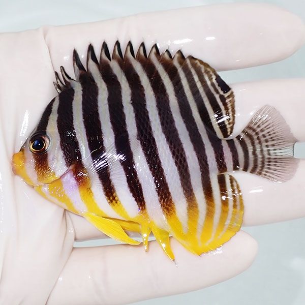 【現物28】シマヤッコ 8cm±! 海水魚 生体 15時までのご注文で当日発送(t...