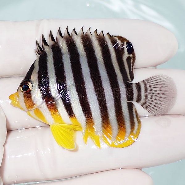 【現物29】シマヤッコ 5.5cm±! 海水魚 生体 15時までのご注文で当日発送...