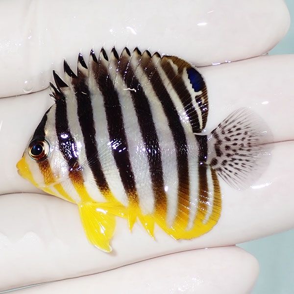 【現物17】シマヤッコ 4.5cm±! 海水魚 生体 15時までのご注文で当日発送...