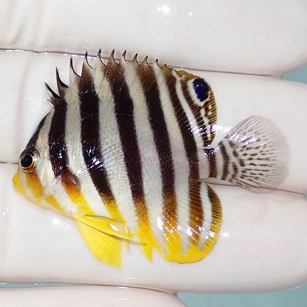 【現物31】シマヤッコ 4.3cm±! 海水魚 生体 15時までのご注文で当日発送...