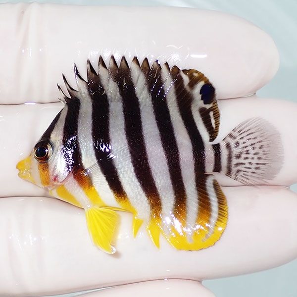 【現物32】シマヤッコ 5cm±! 海水魚 生体 15時までのご注文で当日発送(t...