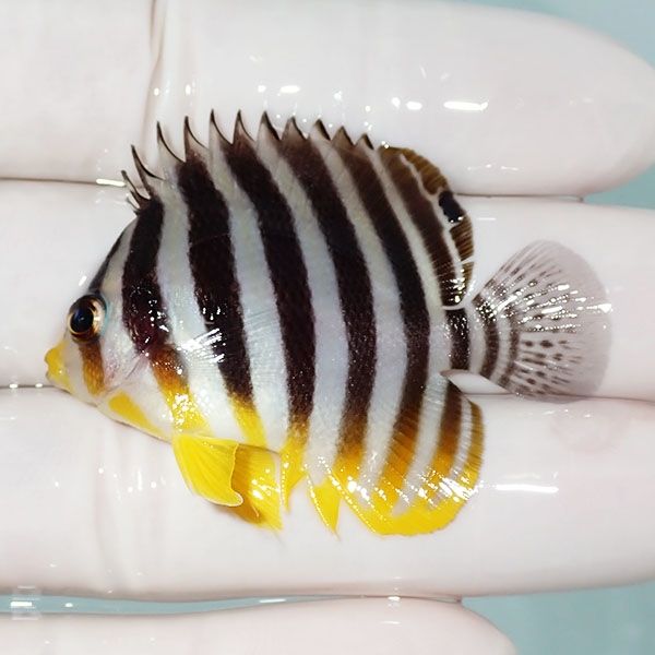 【現物33】シマヤッコ 5cm±! 海水魚 生体 15時までのご注文で当日発送(t...
