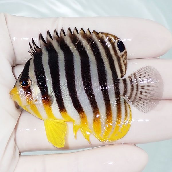 【現物34】シマヤッコ 6cm±! 海水魚 生体 15時までのご注文で当日発送(t...