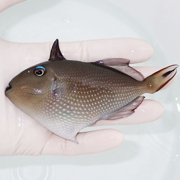 【現物】ホシモンガラ　メス 12cm±! 海水魚 ハギ !15時までのご注文で当...