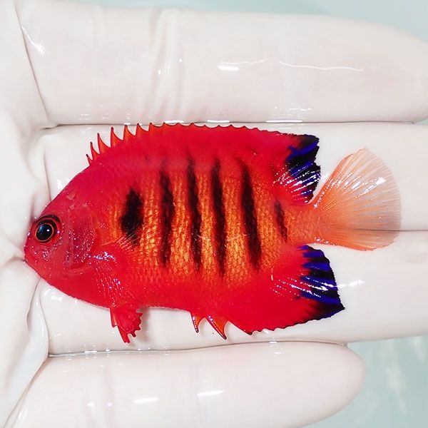 【現物6】顔スレ有り フレームエンゼル 6cm!海水魚 ヤッコ 15時までのご...