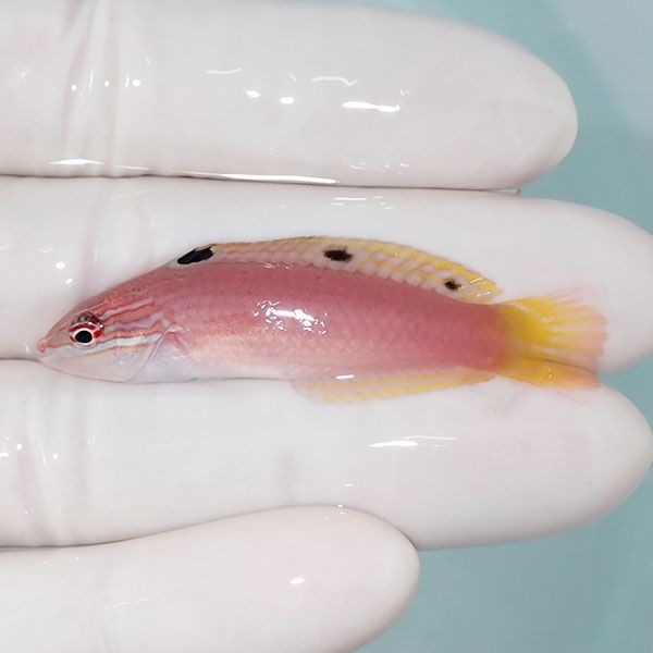 【現物】バビラス 5.5cm! 海水魚 ベラ! 海水魚 ベラ !15時までのご注文...