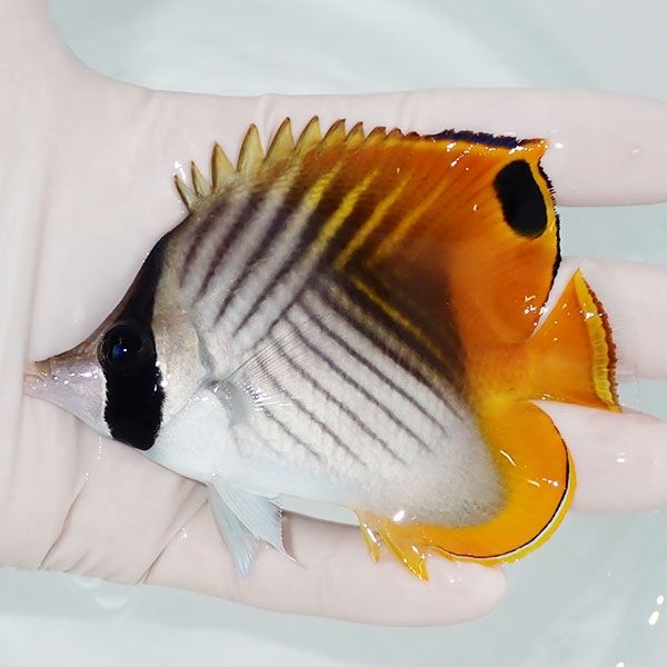 【現物】トゲチョウ 9.5cm±! 海水魚 チョウチョウウオ 15時までのご注...