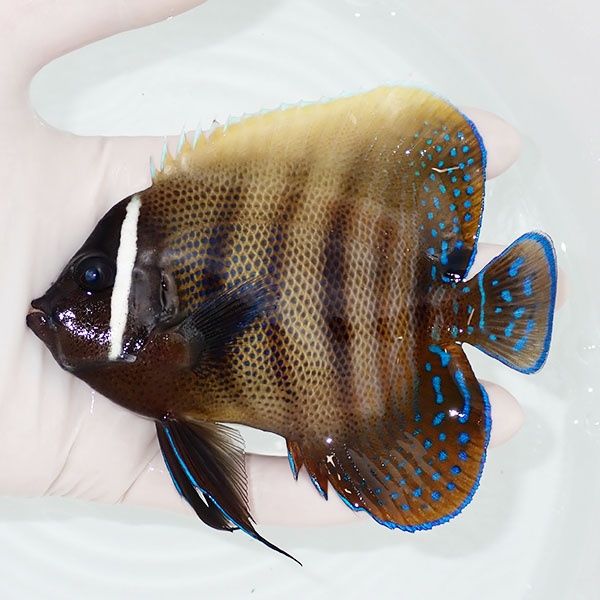 【現物1】ロクセンヤッコ 11.5cm± ! 海水魚 生体 15時までのご注文で当...