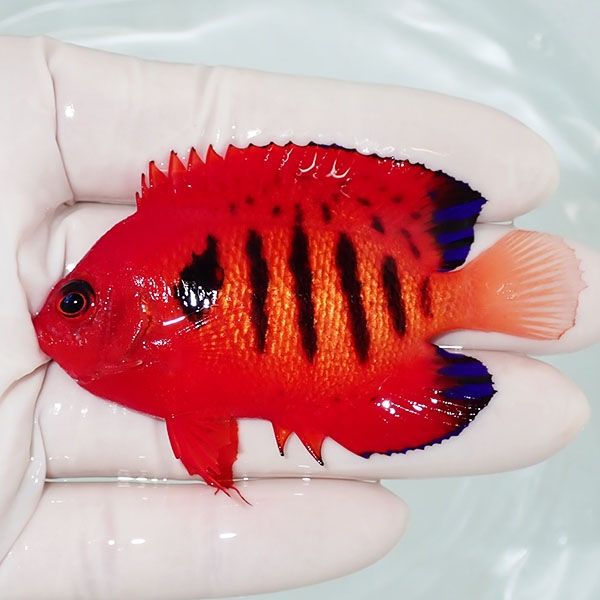 【現物2】フレームエンゼル 7.5cm! 海水魚 ヤッコ 15時までのご注文で当...