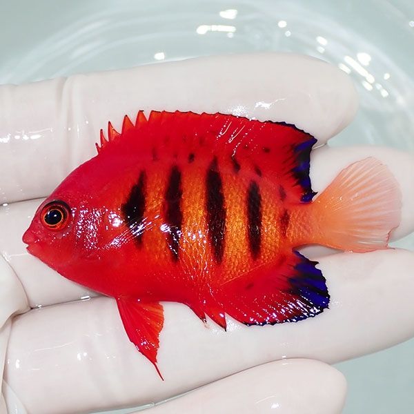 【現物4】スレかけあり フレームエンゼル 6.7cm! 海水魚 ヤッコ 15時ま...