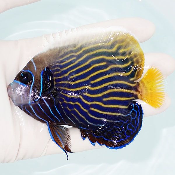 【現物1】タテジマキンチャクダイ 10.5cm±!海水魚 ヤッコ 15時までのご...