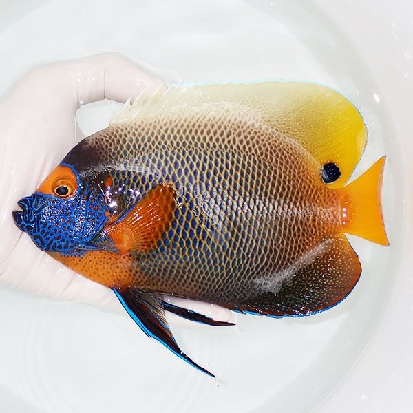 【現物1】 アデヤッコ 成魚 18.5cm±! 海水魚 ヤッコ(t111(t207