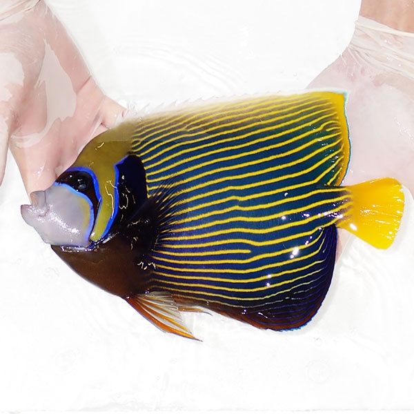 【現物6】タテジマキンチャクダイBIG 26cm±!海水魚 ヤッコ 15時までの...