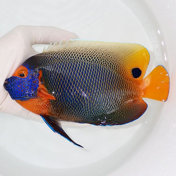 【現物2】 アデヤッコ 成魚 18.5cm±! 海水魚 ヤッコ(t111(t207
