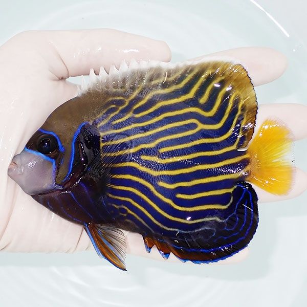【現物4】タテジマキンチャクダイ 13cm±!海水魚 ヤッコ 15時までのご注...