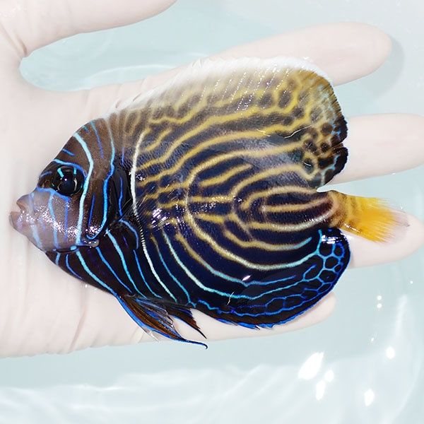 【現物2】尾びれ奇形タテジマキンチャクダイ 11.5cm±!海水魚 ヤッコ 15...