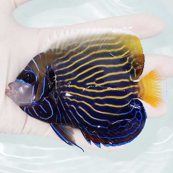 【現物3】タテジマキンチャクダイ 11.5cm±!海水魚 ヤッコ 15時までのご...