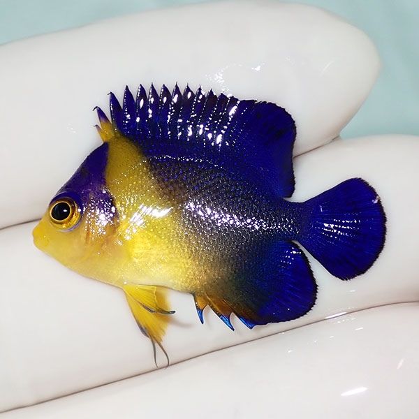 【現物32】sale スミレヤッコ 3.5cm±! 海水魚 ヤッコ 15時までのご注文...