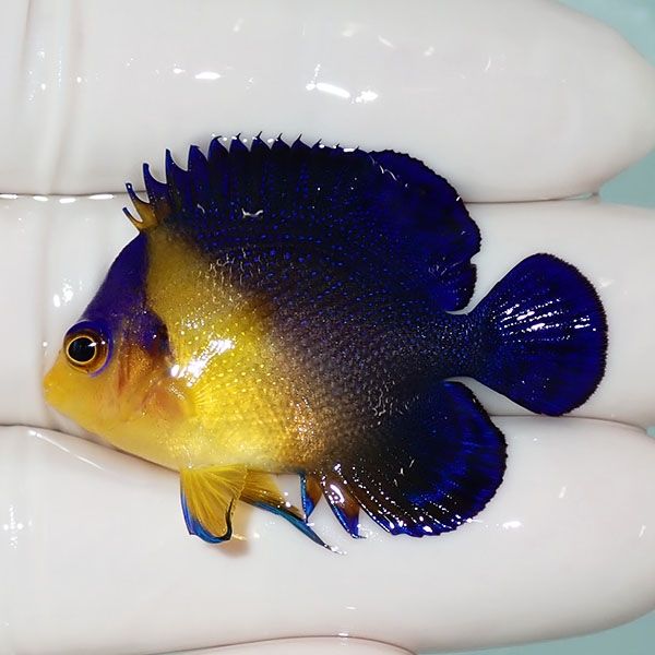【現物33】sale スミレヤッコ 4.2cm±! 海水魚 ヤッコ 15時までのご注文...