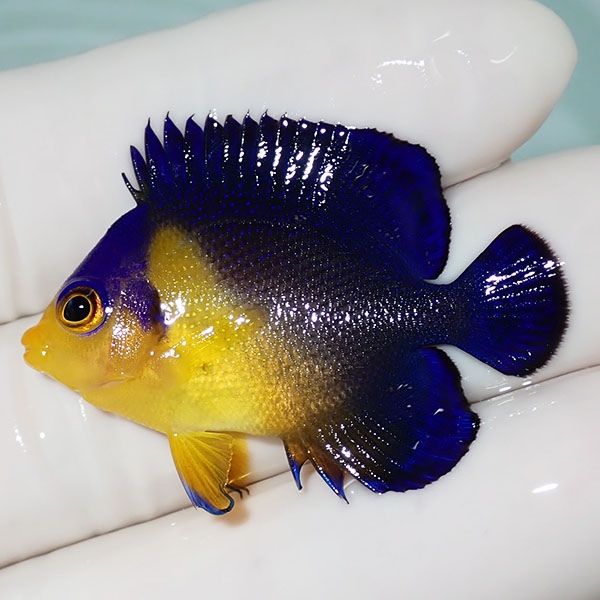 【現物34】sale スミレヤッコ 4cm±! 海水魚 ヤッコ 15時までのご注文で...