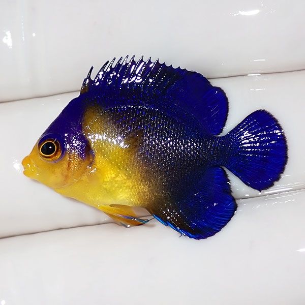 【現物35】sale スミレヤッコ 3.2cm±! 海水魚 ヤッコ 15時までのご注文...