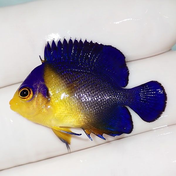 【現物36】sale スミレヤッコ 3.3cm±! 海水魚 ヤッコ 15時までのご注文...
