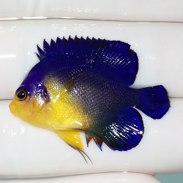 【現物37】sale スミレヤッコ 3.5cm±! 海水魚 ヤッコ 15時までのご注文...