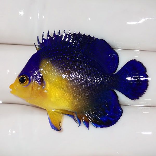 【現物38】sale スミレヤッコ 4cm±! 海水魚 ヤッコ 15時までのご注文で...