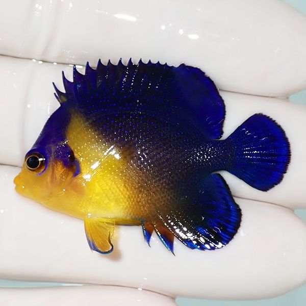 【現物39】sale スミレヤッコ 4.5cm±! 海水魚 ヤッコ 15時までのご注文...