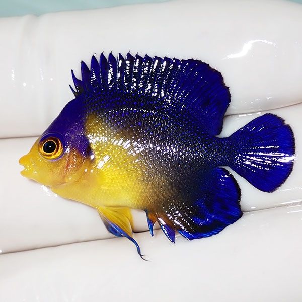 【現物40】sale スミレヤッコ 4cm±! 海水魚 ヤッコ 15時までのご注文で...
