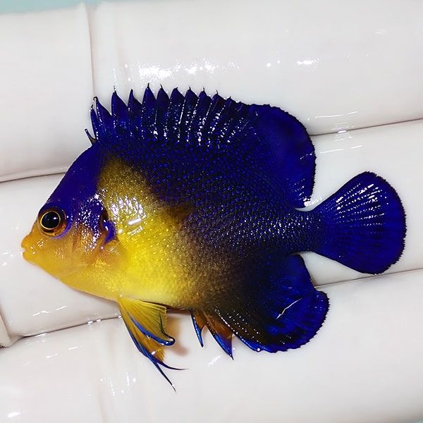 【現物41】sale スミレヤッコ 4.5cm±! 海水魚 ヤッコ 15時までのご注文...