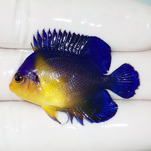 【現物42】sale スミレヤッコ 4cm±! 海水魚 ヤッコ 15時までのご注文で...