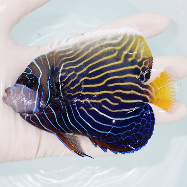 【現物5】タテジマキンチャクダイ 12cm±!海水魚 ヤッコ 15時までのご注...