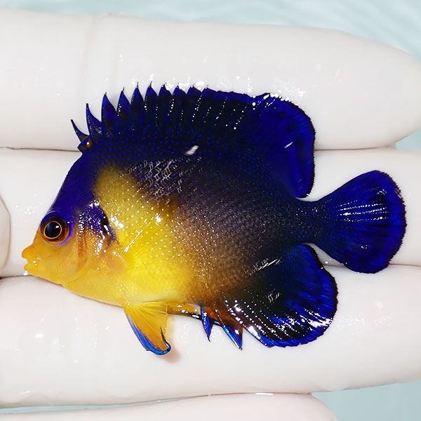 【現物25】sale スミレヤッコ 5.5cm±! 海水魚 ヤッコ 15時までのご注文...