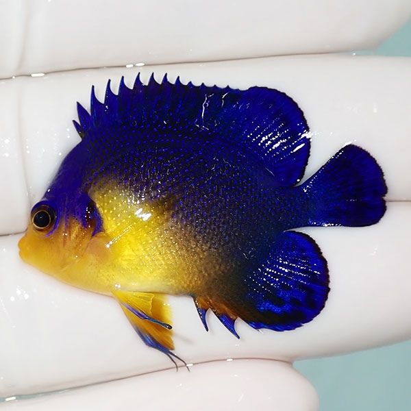 【現物26】sale スミレヤッコ 4.5cm±! 海水魚 ヤッコ 15時までのご注文...