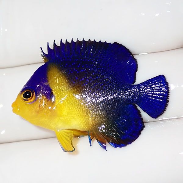 【現物27】sale スミレヤッコ 3.5cm±! 海水魚 ヤッコ 15時までのご注文...