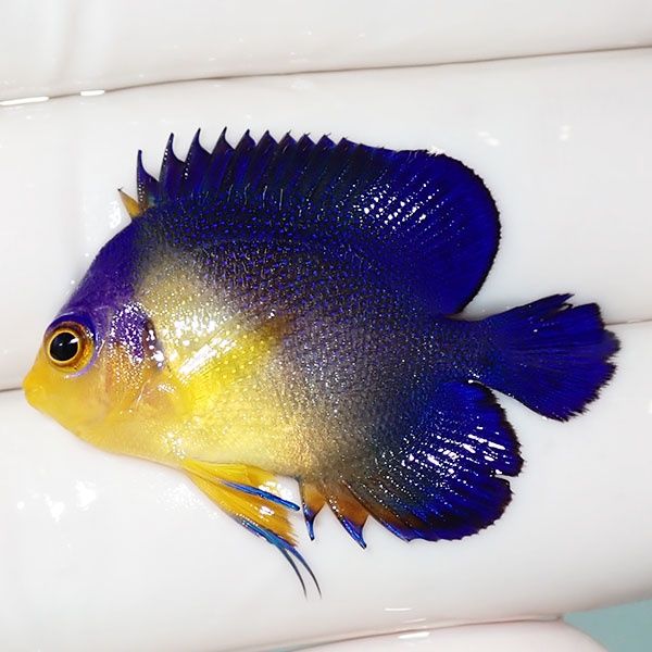 【現物28】sale スミレヤッコ 3.8cm±! 海水魚 ヤッコ 15時までのご注文...