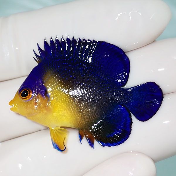 【現物29】sale スミレヤッコ 4.5cm±! 海水魚 ヤッコ 15時までのご注文...