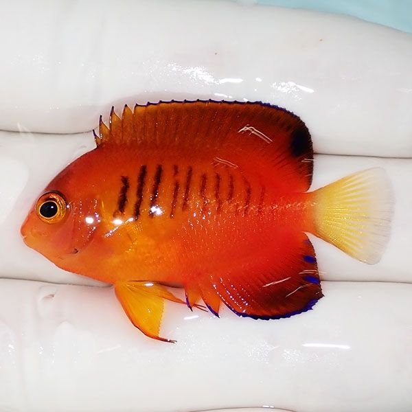 【現物4】ダイダイヤッコ 4.5cm±!海水魚 ヤッコ 15時までのご注文で当日...