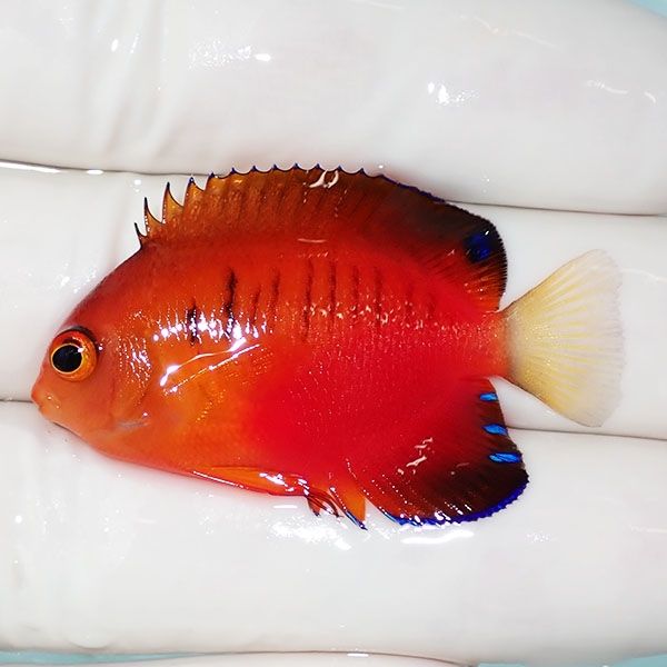 【現物5】ダイダイヤッコ 4.5cm±!海水魚 ヤッコ 15時までのご注文で当日...