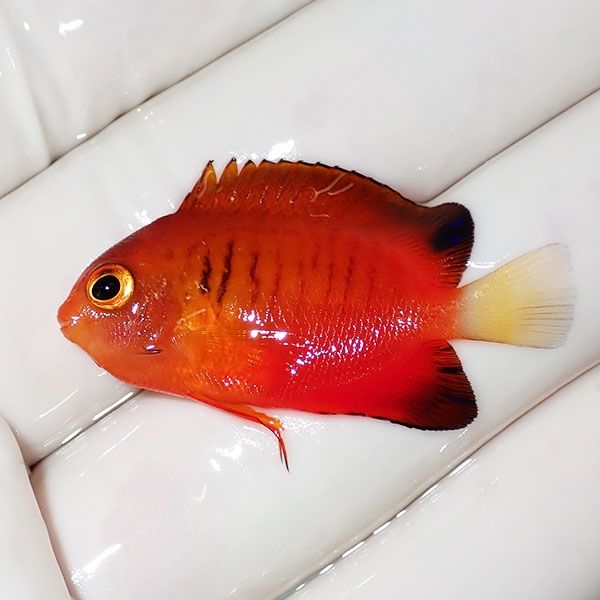 【現物6】ダイダイヤッコ 3.8cm±!海水魚 ヤッコ 15時までのご注文で当日...