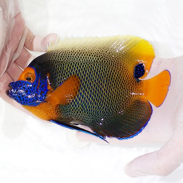 【現物4】 アデヤッコ 成魚 17cm±! 海水魚 ヤッコ(t111(t207