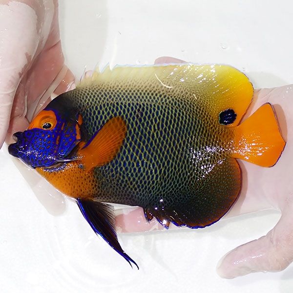 【現物5】 アデヤッコ 成魚 18.5cm±! 海水魚 ヤッコ(t111(t207