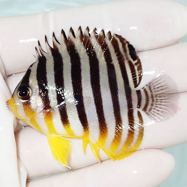 【現物43】シマヤッコ 5.7cm±! 海水魚 生体 15時までのご注文で当日発送...
