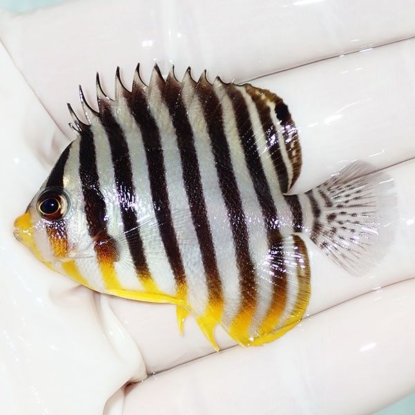 【現物44】シマヤッコ 5.5cm±! 海水魚 生体 15時までのご注文で当日発送...