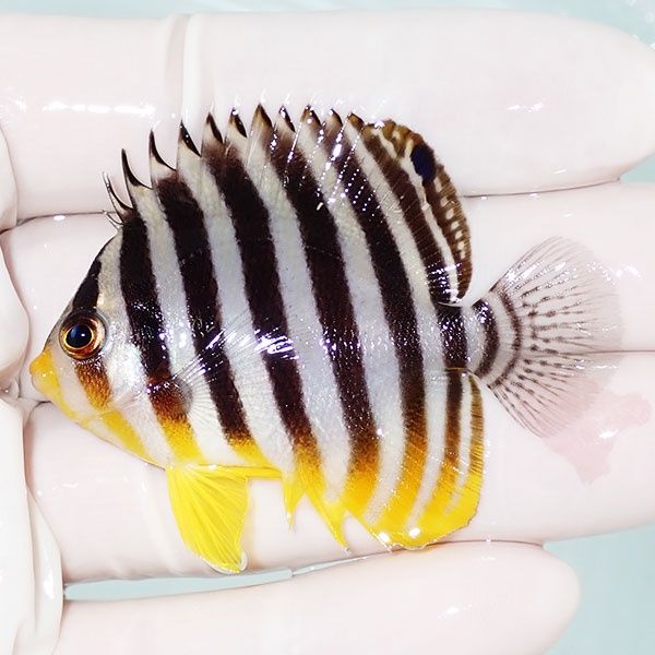 【現物45】シマヤッコ 5.5cm±! 海水魚 生体 15時までのご注文で当日発送...